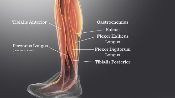 Calf Muscles Labelled