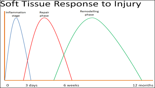 Soft Tissue Response to Injury Graph