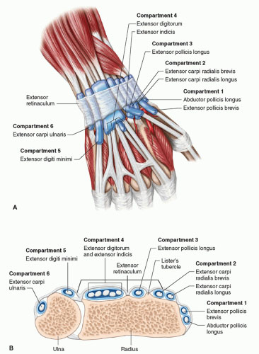 hand and wrist