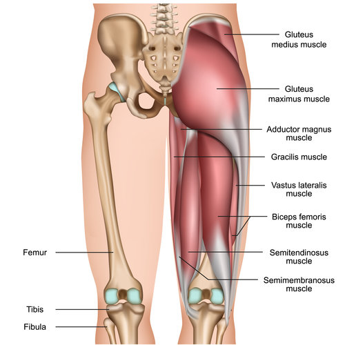 Hamstring Anatomy