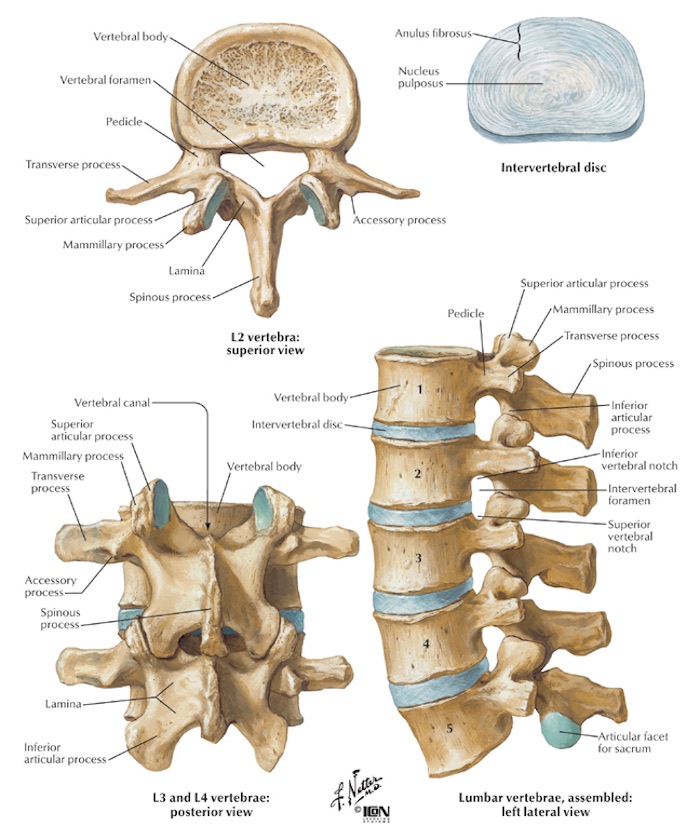 Lumbar Vertebra Anatomy