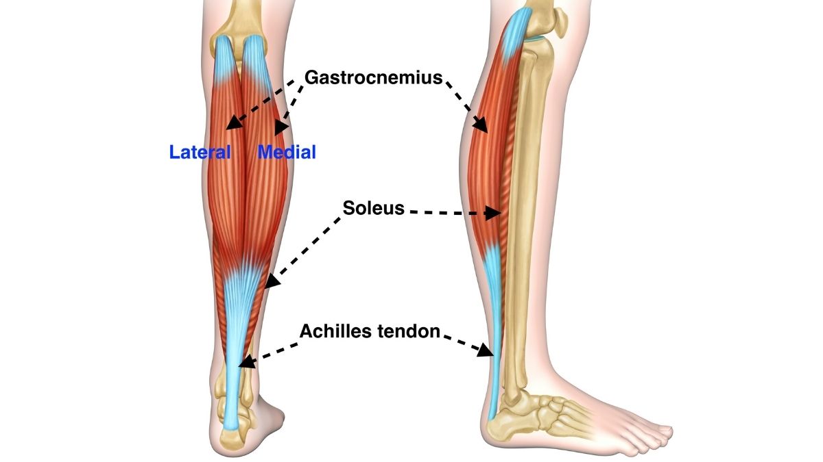 Calf tear Anatomy